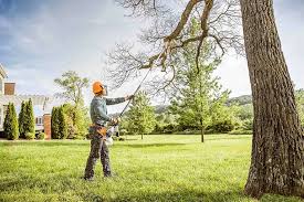 How Our Tree Care Process Works  in  Valley Springs, CA