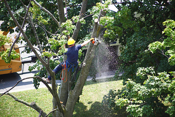 Lawn Irrigation Installation and Maintenance